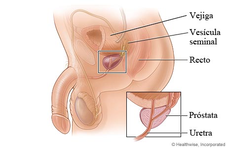 La próstata y su ubicación en el cuerpo