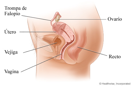 Órganos pélvicos de la mujer (vista lateral)