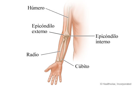Los huesos del brazo