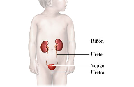 Aparato urinario de un niño