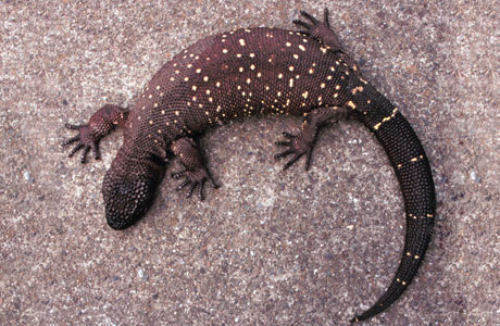 Photograph of a Mexican beaded lizard